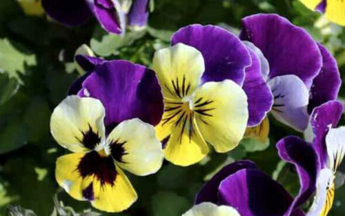 50 Seeds of Tri Colour Johnny Jump Up Viola, Wild Violet Bedding Perennial Flower