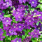 GardenersDream Clematis Polish Spirit - Violette Kletterpflanzen Winterhart - Clematis Winterhart Mehrjährig Pflanze - Balkon Pflanzen mit Kraftvollem Wuchs