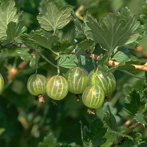 Stachelbeere Mucurines selbstfruchtend ertragreich Busch