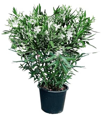Tropictrees Nerium Oleander Pflanzen Winterhart mit weißen Blüten, 160–180 cm Höhe, Winterharte Pflanzen für Garten, hitze- und trockenheitsresistenter Strauch