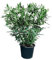 Tropictrees Nerium Oleander Pflanzen Winterhart mit weißen Blüten, 160–180 cm Höhe, Winterharte Pflanzen für Garten, hitze- und trockenheitsresistenter Strauch