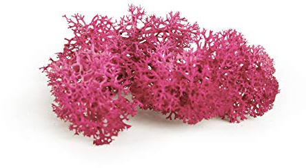sphagnum-shop.com Echtes Deko Moos Rentierflechte 100 gr in Fuchsia für Modellbau Basteln Islandmoos konserviert