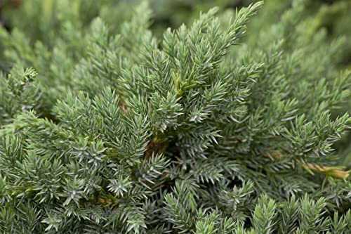 Teppichwacholder Juniperus squamata Blue Carpet 20-30 cm winterhart | Sonnig bis halbschattig, langsam wachsend, blaugrüne Nadeln, für Dachbegrünung und Böschungen geeignet
