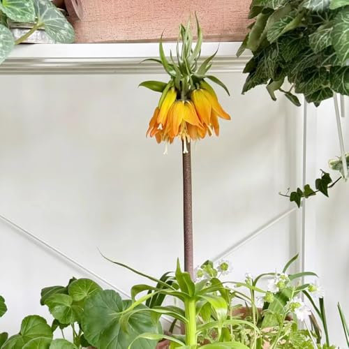 12 pcs blumenzwiebeln kaiserkronen knollen - zwiebeln bodendecker pflanzen winterhart, balkonpflanzen kaiserkrone, nachhaltige geschenke, topfpflanzen draußen winterhart, blumenzwiebeln