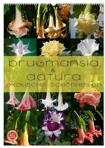 Brugmansia & Datura - Exotische Schönheiten (Wandkalender 2026 DIN A2 hoch), CALVENDO Monatskalender: Brugmansia & Datura - Exotische Kübelpflanzen Schönheiten im Protrait (CALVENDO Natur)