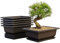 Mollyfox Bonsai Trainingstöpfe, 6-teilig Bonsai Schale Groß mit Tabletts, Kunststoff Bonsai Pflanzen Anbautopf für Garten, Hof, Büro, Wohnzimmer, Balkon und mehr, 23x17x8cm