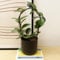 Carbeth Plants - Hoya Australis Wax Flower on Hoop Indoor Plant in 12cm Pot - Fast Growing Porcelain Flower Climbing Houseplant - Low Maintenance Air Purifying Evergreen Plant Gift Idea