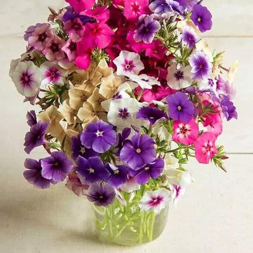 Drummond's Phlox 'Art Shades' Mix - 300 Seeds + freebie + Plant tag (Phlox drummondii grandiflora)