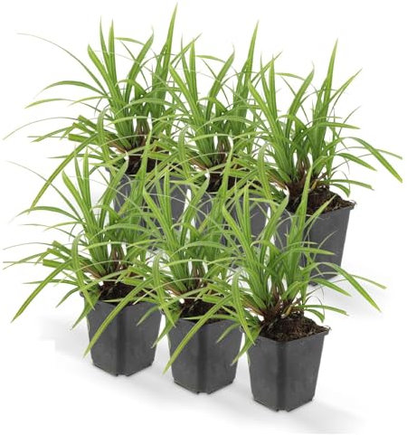 Ziergras - Japanische Segge - Carex morrowii 'Ice Dance' - 9cm Topf - Set mit 6 Pflanzen