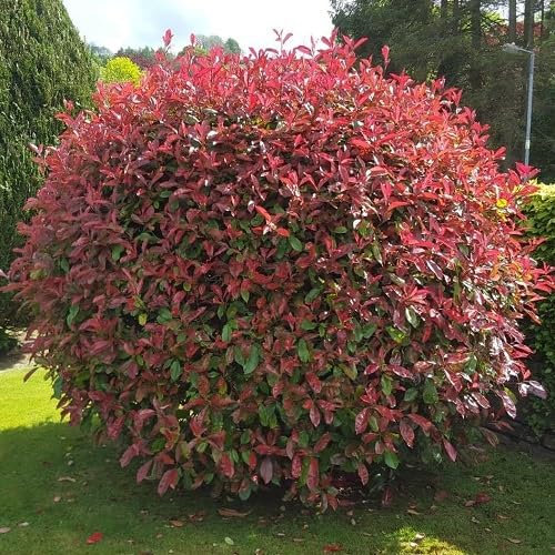 50 graines fraîches de plantes Photinia