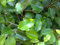 Portal Cool [2 Stück] Ficus benjaa - Weeping nbaum - 20Cm / 8 Fresh Stecklinge - Malta