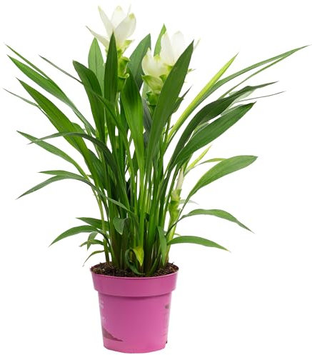 Kurkuma weiß - echte Zimmerpflanze, Curcuma alismatifolia - Höhe ca. 50 cm, Topf-Ø 14 cm