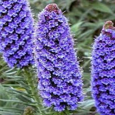 Echium fastuosum Candicans Pride of Madeira rari Fiori viola 30 semi