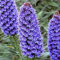 Echium fastuosum Candicans Pride of Madeira rari Fiori viola 30 semi