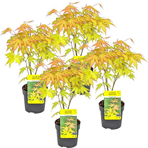 Bloomique - Lot de 4 - Acer palmatum 'Orange Dream' - Érable du Japon - Feuillage orange - Rustique - 25-40 cm de Haut - Pot 10,5 cm