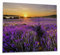 Wallario Herdabdeckplatte/Spritzschutz aus Glas, 1-teilig, 60x52cm, für Ceran- und Induktionsherde, Sonnenuntergang über dem Lavendel