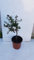 Citrus australasica 'Rose' greffé sur Volkameriana/Citronnier caviar Rose/Conteneur de 1 à 1.9 litres/Tigette
