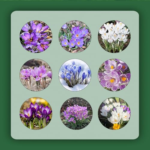 4 pcs krokus pflanze zwiebeln winterhart mehrjährig blumen deko kräutergarten geschenk blumenzwiebel krokusse safranzwiebeln - safran Hydrokultur zimmerpflanze praktische geschenke