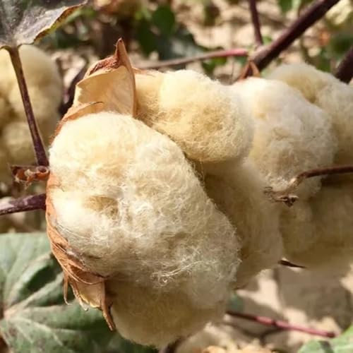 100 pcs Baumwollpflanze Samen - pflanzenkübel exotische zimmerpflanzen Gossypium Herbaceum - saatgut alte sorten stauden winterhart mehrjährig deko büro saatgut, pflanzen samen nachhaltige