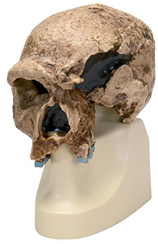 3B Scientific - Schädelreplikat Homo steinheimnensis (Berkhemer, 1936)