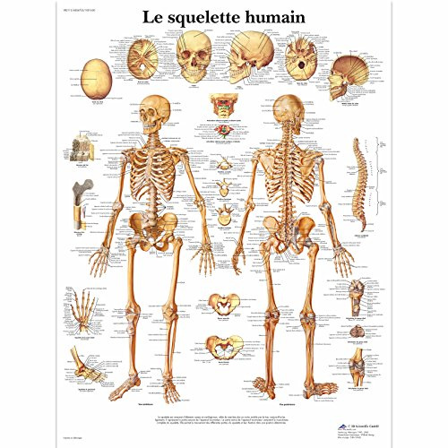 3B Scientific – Laminado Esqueleto Humano Cartel – Póster de Anatomía Protegido contra UV y Polvo para Estudio, Enseñanza y Clínicas