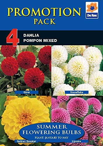 PACK OF 4 Garden DAHLIA POMPOM Mixed SUMMER FLOWERING Value TUBERS