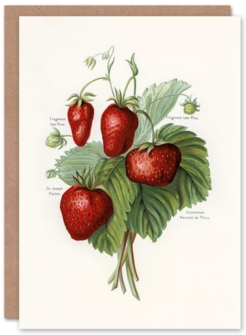 Artery8 John Wright Art Card Vintage Fruit Illustration of Strawberries