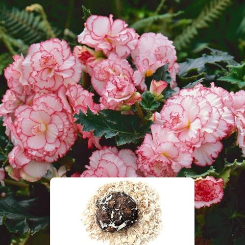 1 Begonia Rosebud Xtra Large – Stunning Bi-Colour Blooms That Resemble Roses – Vibrant Flowers Blooming All Summer – Perfect for UK Gardens