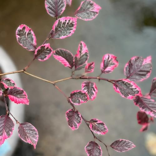 rotbuche hecke, rotbuchesamen kaufen, zimmerbonsai grünpflanzen, gartendeko für draußen, deko wohnzimmer 55pcs