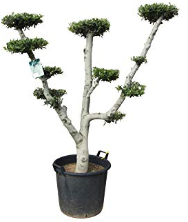 Olivenbaum - Pon Pon - stammumfang 30-40 cm