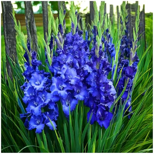 Gladiolen Zwiebeln Onion Farbe Sorte zur Mix Wunderschöne Große Blütenpracht im Sommer Grün Rot Blau Violet Mehrfarbig Gelb Schwarz (Blau 5 Stk.)