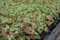 Geranium macrorrhizum Felsen-Storchschnabel 9 cm Topf 25 St.
