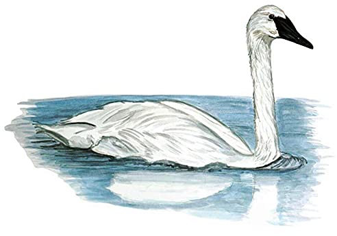 2 Stücke Schwan Vogel Aufkleber Aufkleber Jagd Fisch Im Freien Natur Tierwelt Kunst Auto Aufkleber 13 Cm X 8,8 Cm Wasserdichte Auto Aufkleber Dekoration Aufkleber Auto Aufkleber