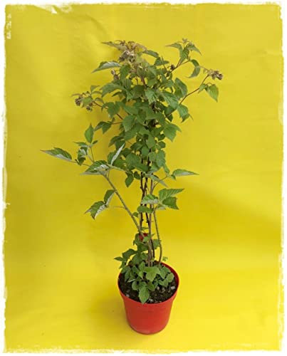 Pianta di Lampone Rosso rifiorente 'Red Angel' in vaso Ø 14 cm - H. 50/60 cm