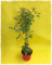 Pianta di Lampone Rosso rifiorente 'Red Angel' in vaso Ø 14 cm - H. 50/60 cm