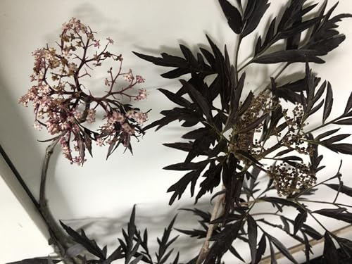 Sambucus nigra 'Black Lace'® ('eva') - Sureau Noir 'Black Beauty', Sureau Pourpre 30-40 cm en pot