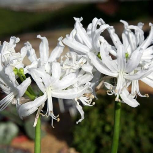 Bulbi di Lycoris/misto/bulbi di giglio ragno rosso selezionati/tolleranti al freddo e alla siccità/adatti per la decorazione di giardini e balconi【NVNJHJN】-10 bulbi-D