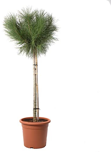 KENTIS - Pinus Pinea mit Jutedekoration für Vase - Kiefernpflanze - Kiefer Baum - Winterharte Pflanzen für Garten - Gartenpflanzen - Hoch 125-150 cm Topf Ø 30 cm