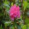 100 semi di rododendro rosa