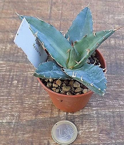 Agave Xylonacantha Cm. 7/8 - No Hardiness tied -12 ° :Package Seeds Only