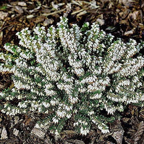 Winterheide - weiß - Erica carnea - mit schnee-weißen, leuchtenden Blüten - Schneeheide Winterblüher Heide-Pflanze - von Garten Schlüter - Pflanzen in Top Qualität
