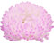 WmHeoo2077 Samen fü Blumen,Aster-Samen mit Farbverlauf, einfache lebende Blumensamen für die Landschaftsgestaltung, rosa und weiß, 100 g,Blumenwiese