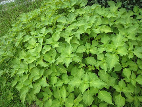 Nuevas semillas de plantas de perilla verde frescas 100 piezas genéricas