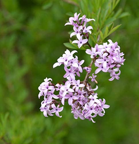 Hochstamm Persische Flieder Laciniata 60-80cm - Syringa persica