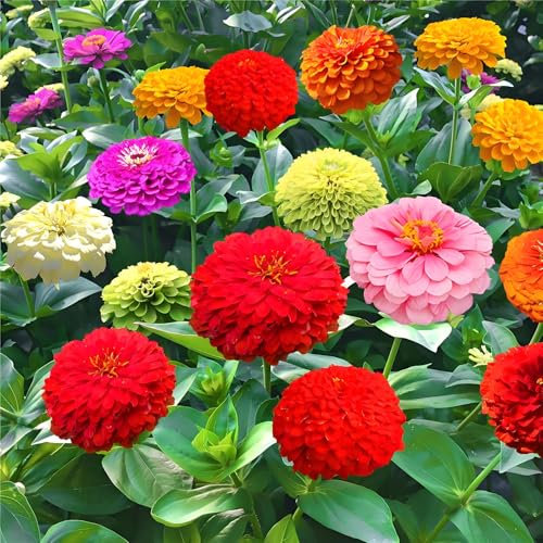 200PCS Zinnien Samen Bunte Mischung Blumensamen für Garten & Balkon Einjährige Sommerblumen Leicht zu Züchten für Schmetterlinge & Bienen
