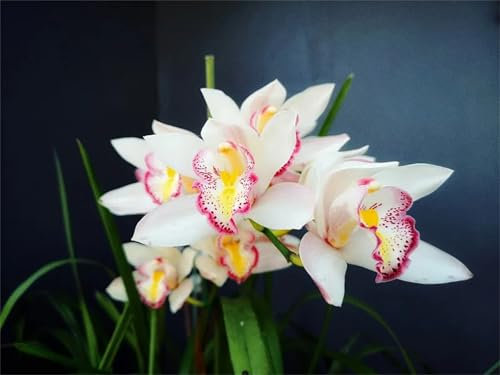 Cymbidium Orchid, Serie De Plantas Raras, DecoracióN De Jardines, Regalo para Amantes de la Jardinería, Cymbidium Bulbos, Cymbidium OrquíDeas, 3bulbos-J