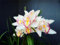 Cymbidium Orchid, Serie De Plantas Raras, DecoracióN De Jardines, Regalo para Amantes de la Jardinería, Cymbidium Bulbos, Cymbidium OrquíDeas, 3bulbos-J