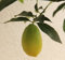 ALBERO PIANTA LIMONE KUMQUAT impalcato BASSO IN VASO MOLTI FRUTTI