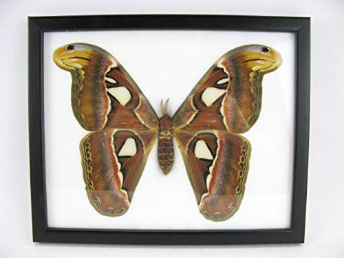 asiahouse24 2ème choix - Dommages au cadre - Atlas moth - Femme - Attacus Atlas - Atlasspinner - Véritable papillon préparé monté sous verre dans un cadre en bois noir fait à la main - 28 x 23 cm