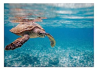 TADESSI Leinwandbild Tiere M1-No.50288 | Wandbild Schildkröte Blau | Keilrahmen Unterwasser | 71 x 51 cm